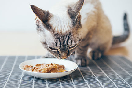 Curating a Winning Wet Cat Food Assortment
